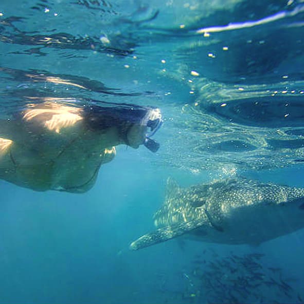Buceo en La Paz